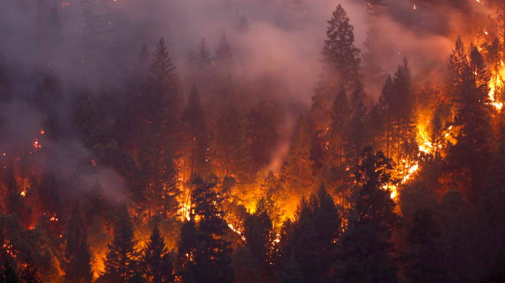 Flames through a pine forest