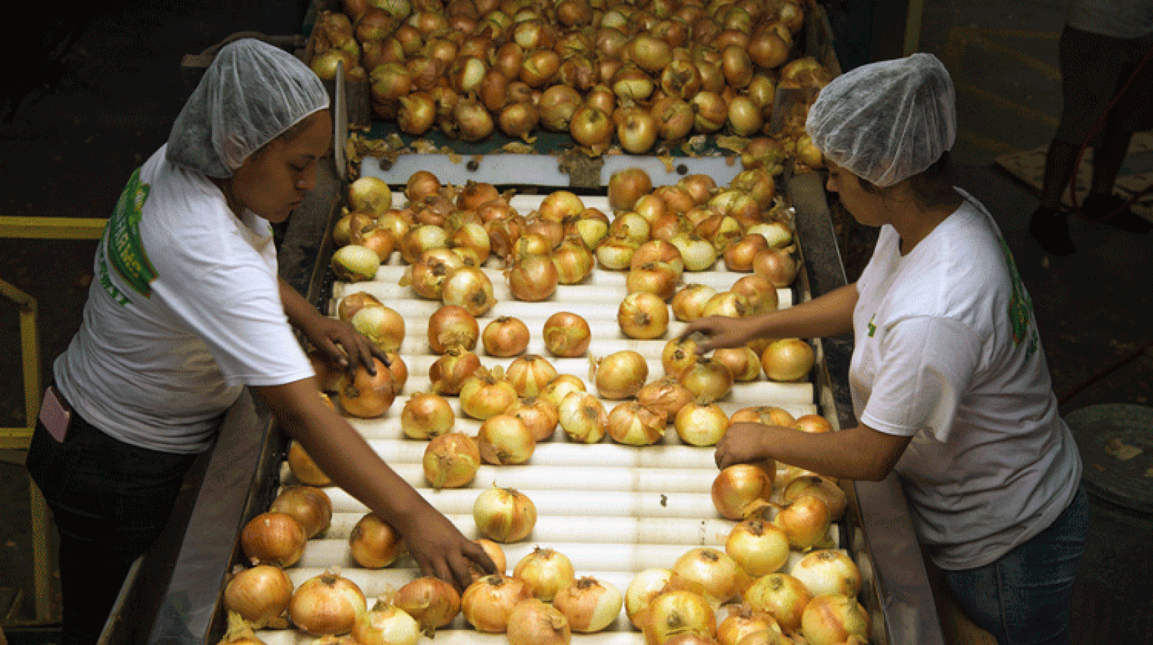 Women in hair nets sorting onions on a conveyer belt