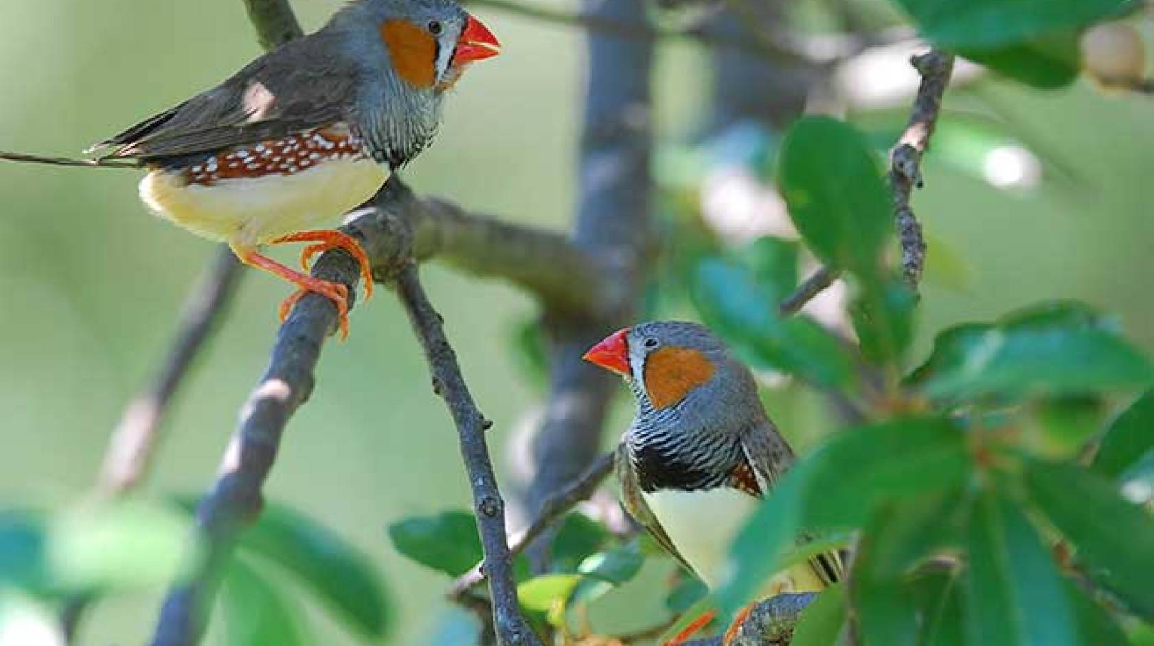 zebra finches