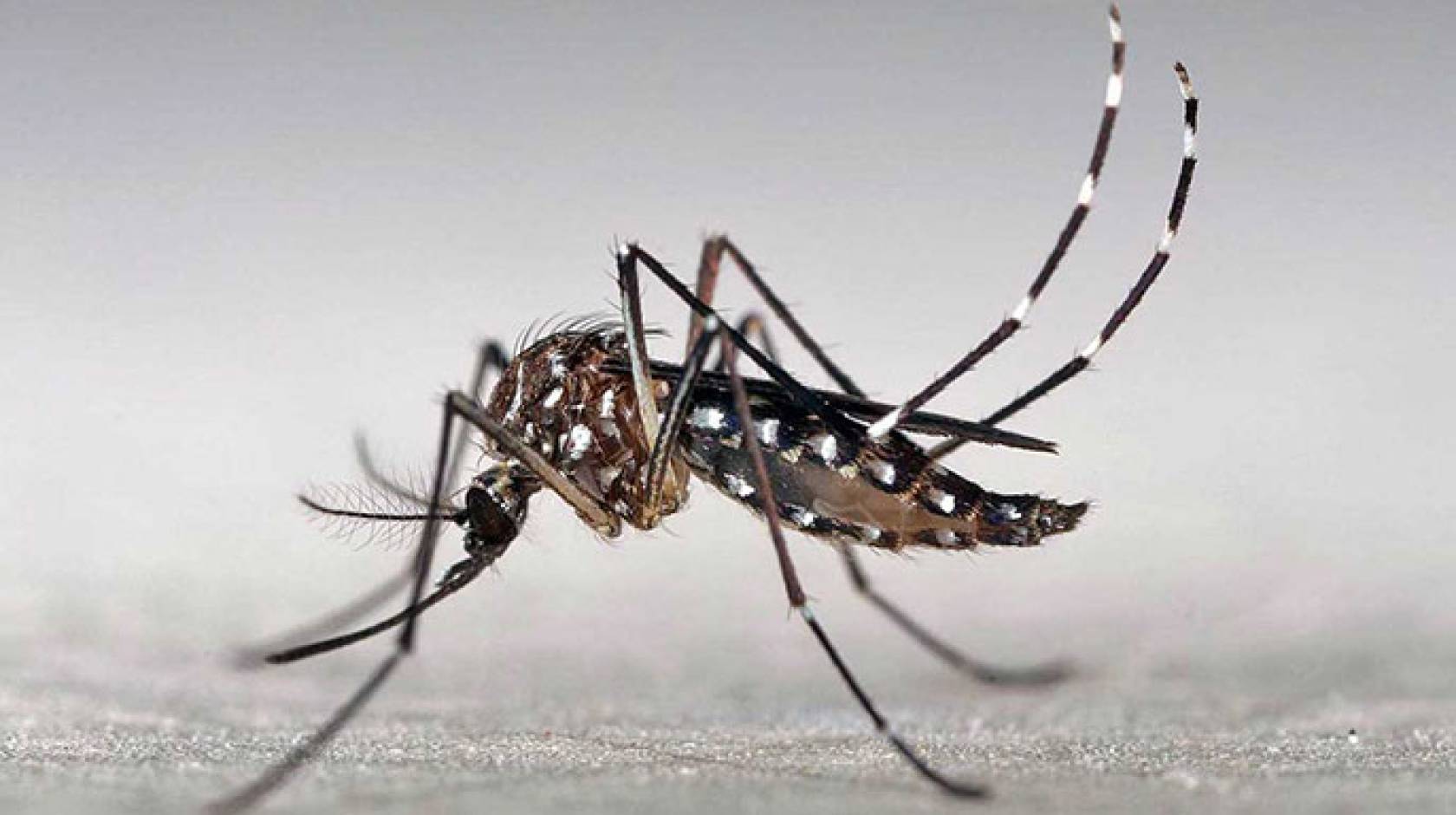 UC San Diego Zika
