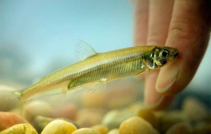 smelt