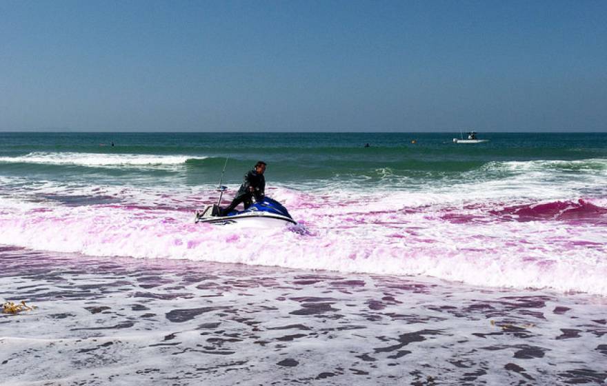 pink dye in ocean water