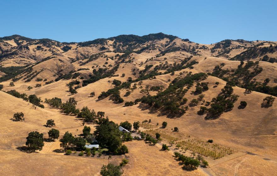Inland California foothills covered with dry grass and blue oak trees