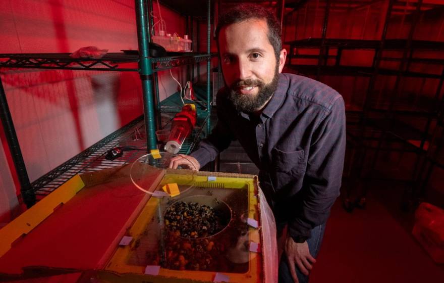 Biologist in a bumblebee research lab