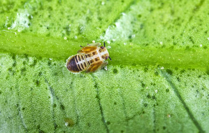 An Asian citrus psyllid nymph. 