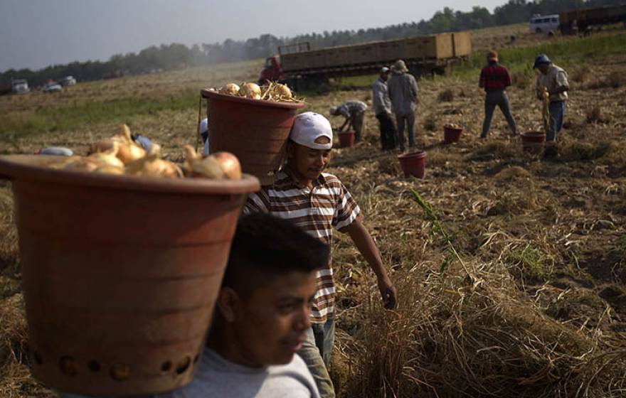 Farmworkers in a field in Georgia