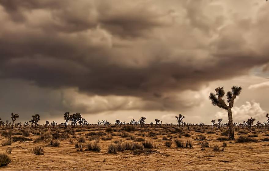 desert landscape