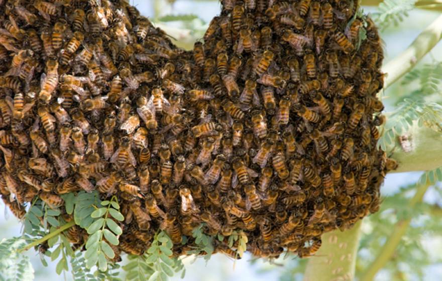 A desert hive of Africanized honey bees.