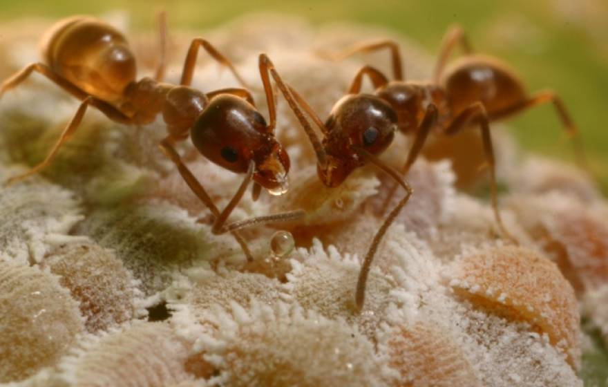 argentine ants