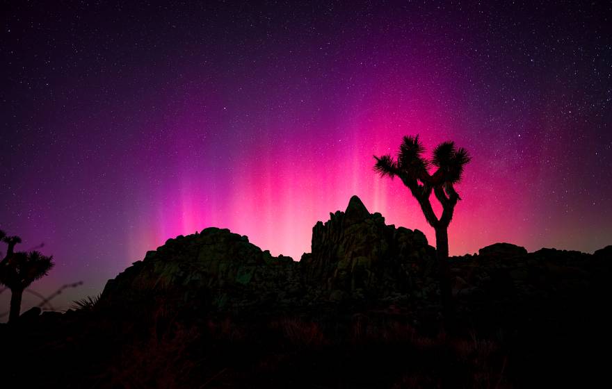 Aurora borealis visible as a bright pink color over a Joshua tree in Joshua Tree National Park. Photo by Erik Jepsen