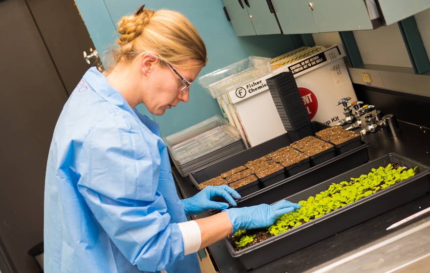 Veronique Beiss prepares a tray of plants to produce cowpea mosaic virus nanoparticles. 