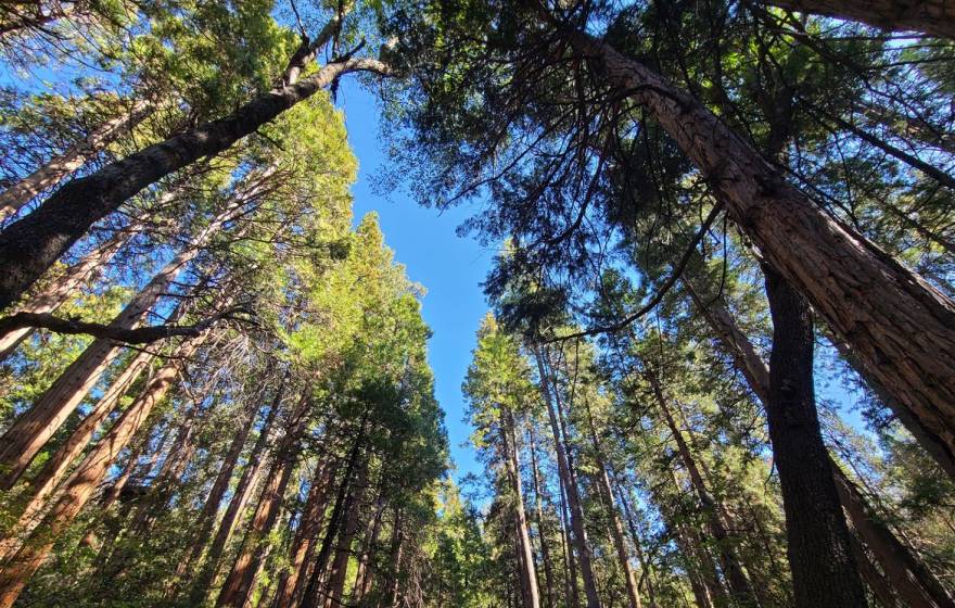 Looking up into a forest canopy against a blue sky
