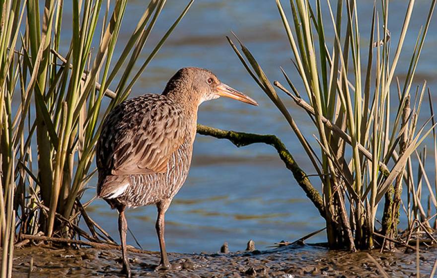 clapper rail