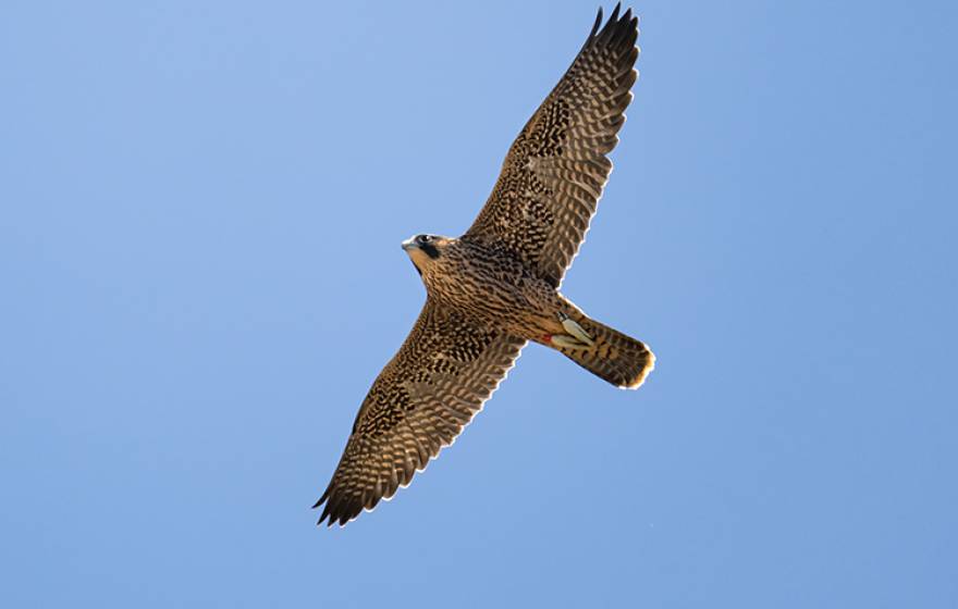 Fauci, a young peregrin falcon, takes flight