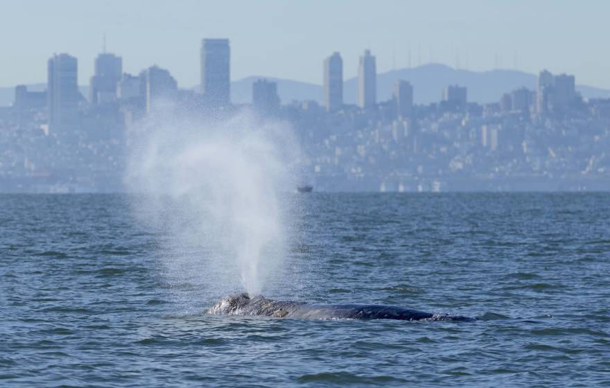 A gray whale at the surface spouts with the San Francisco skyline in the background