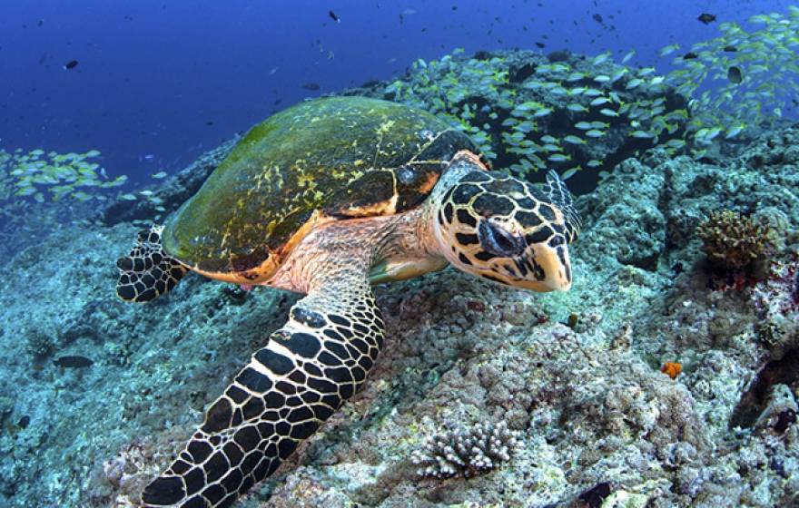 A new study offers strategic guidance on the placement of marine protected areas to meet global conservation goals - See more at: http://www.news.ucsb.edu/2015/016205/protecting-ocean-species#sthash.aMH7GEAd.PcNMUi3Q.dpuf