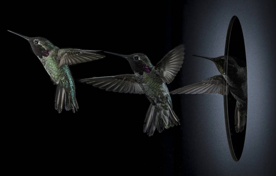 Sequential shots of an Anna's hummingbird (Calypte anna) navigating an aperture too small for its wingspan by sidling through while flapping its wings.