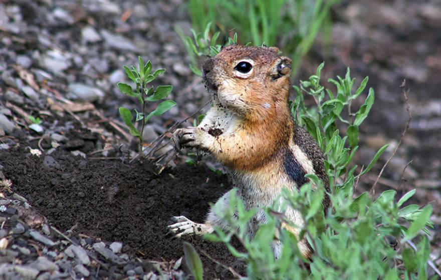 A golden-mantled ground squirrel 