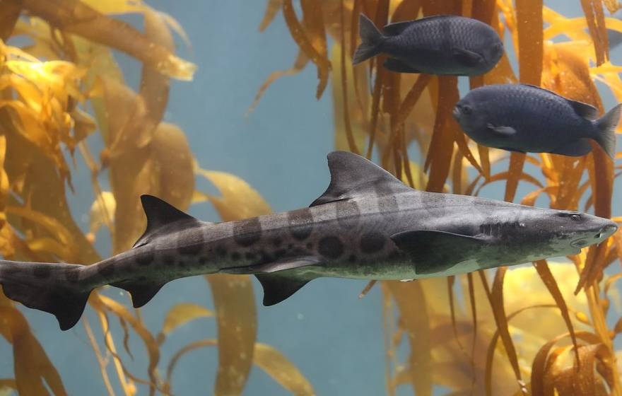 Leopard shark swimming through kelp