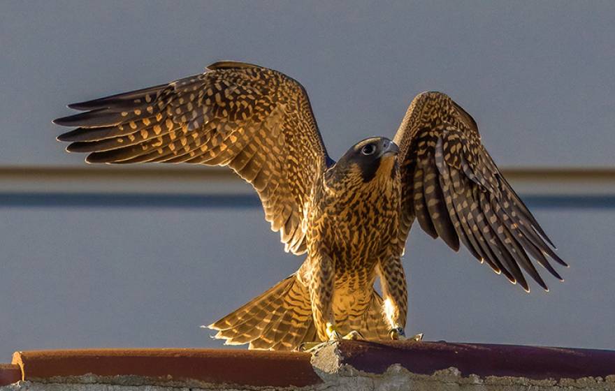 A fledgling peregrine falcon