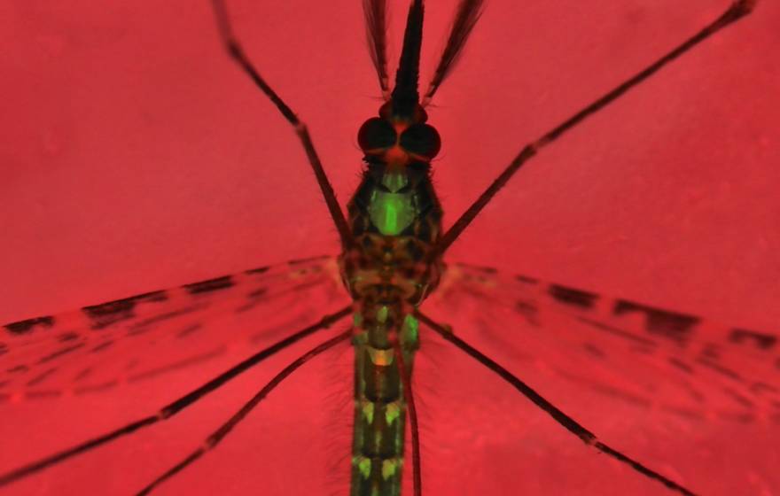 Photo of an Anopheles gambiae mosquito