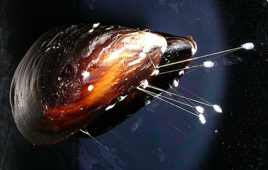 A mussel lays down byssal threads to anchor itself to rocks in pounding surf. UC Berkeley bioengineer Philip Messersmith synthesized the bivalve’s tough glue in hopes of using it to close surgical incisions.