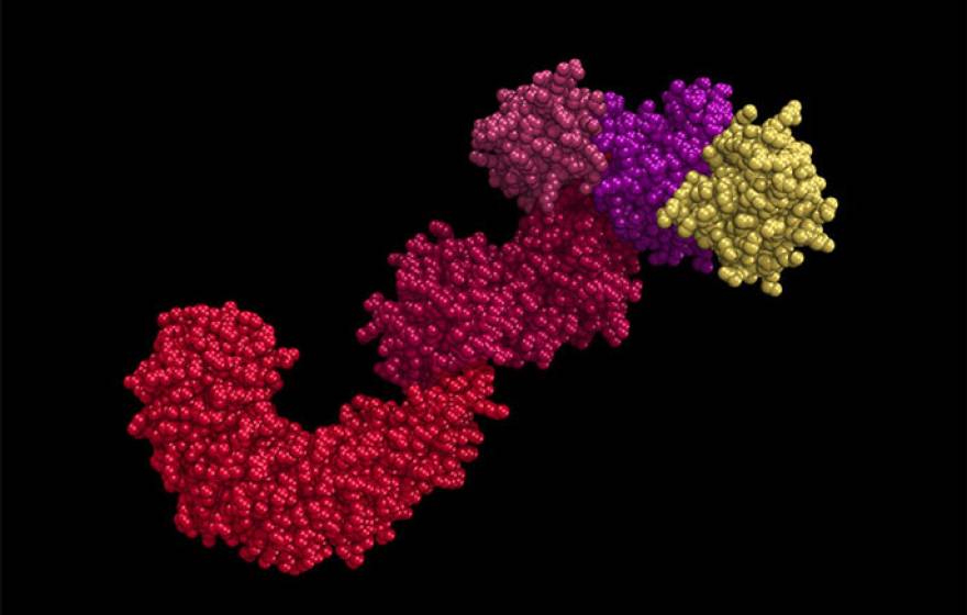 Image of the NLRP3 protein