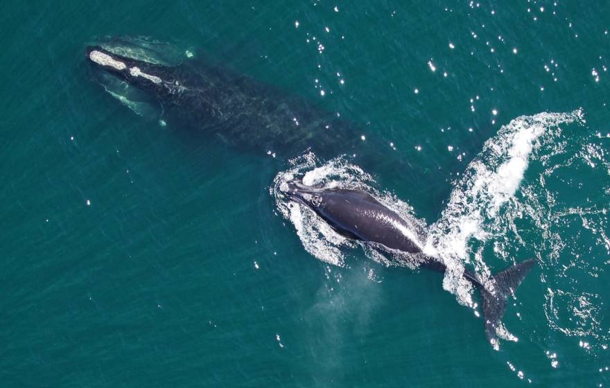 A North Atlantic right whale and her calf seen from a drone in the ocean