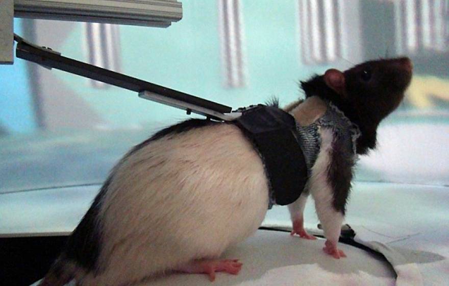 rat on treadmill