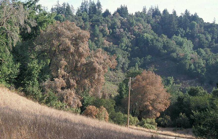 Trees killed by sudden oak death