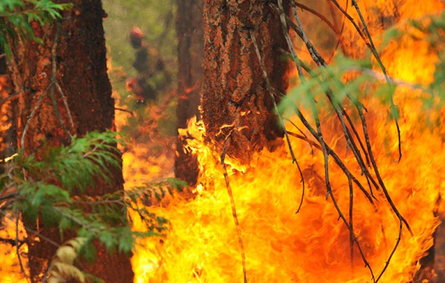 Wildfire in Sequoia National Forest