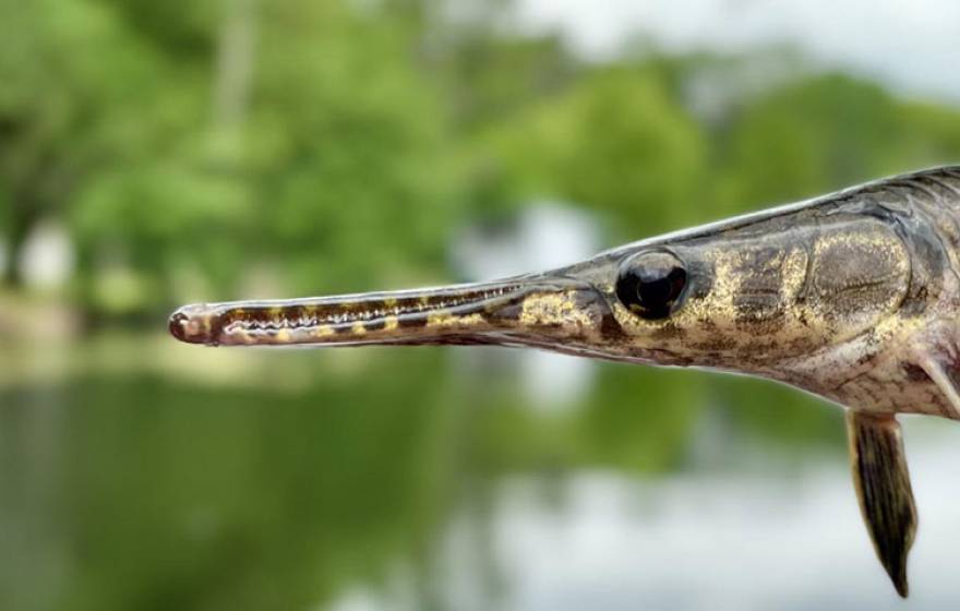 Spotted Gar, an ancient and native fish species