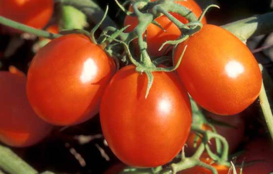 tomatoes