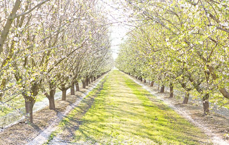 Almond trees