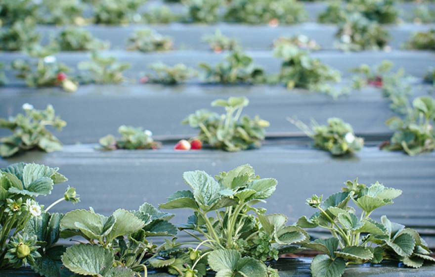 Strawberries at UC Santa Cruz