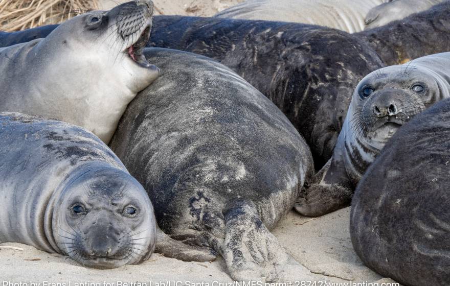 A group of healthy elephant seal pups