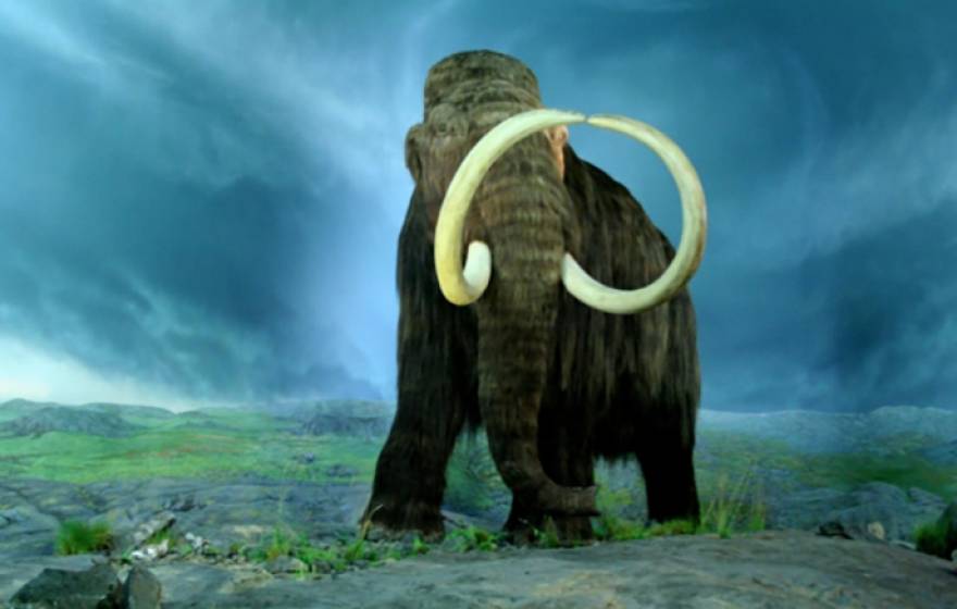 Woolly mammoth