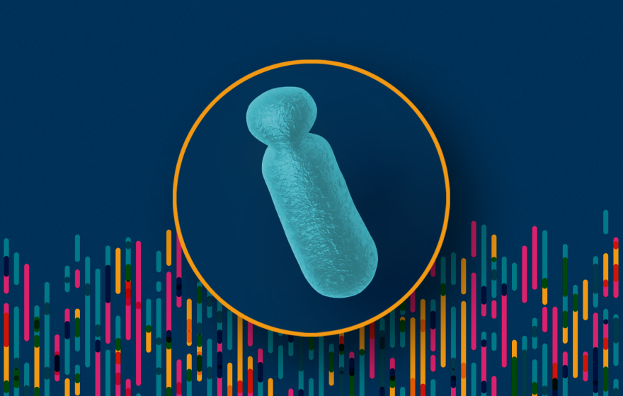 Illustration of DNA sequences of the Y chromosome