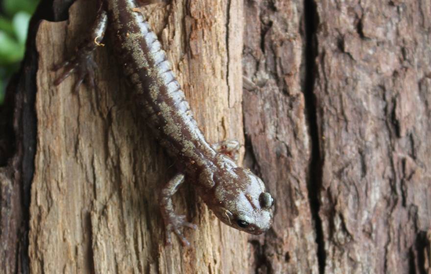 A wandering salamander on a tree
