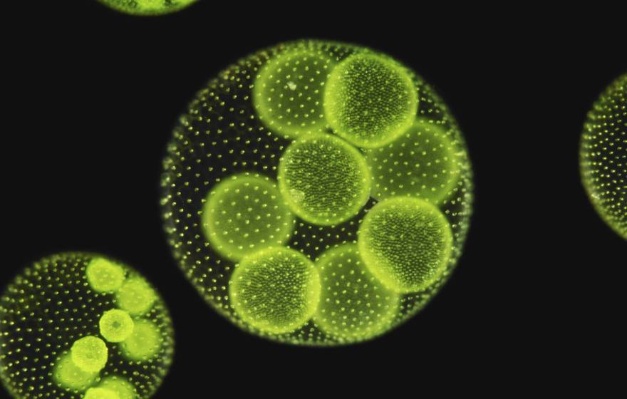 algae