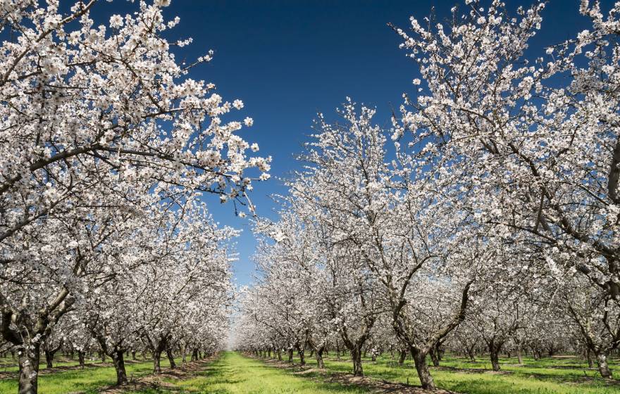 An almond orchard in full bloom