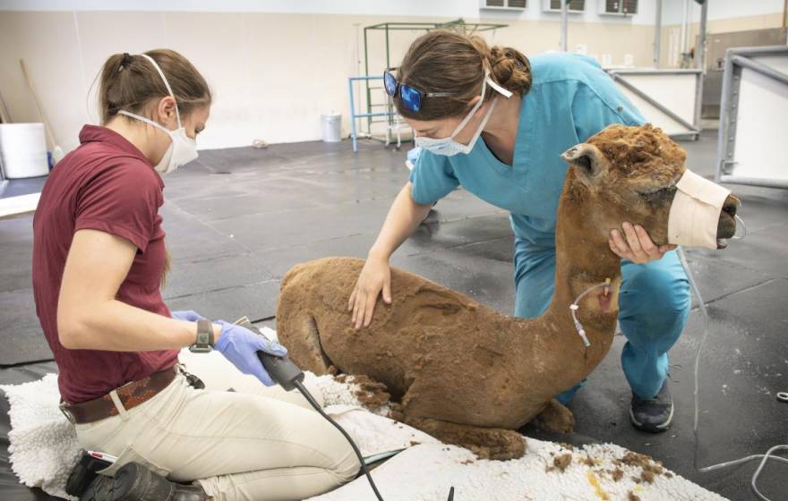 Two women in scrubs administer care while shaving an alpaca after a wildfire