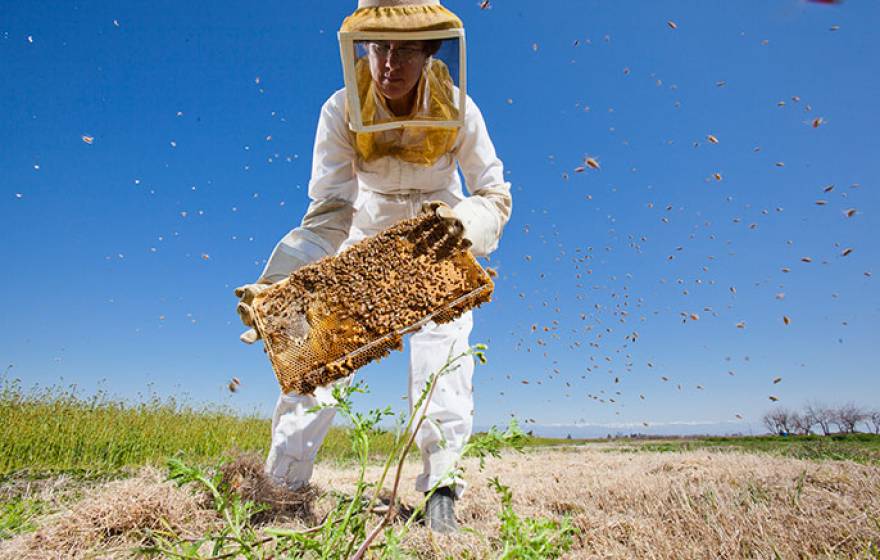 beekeeper and bees