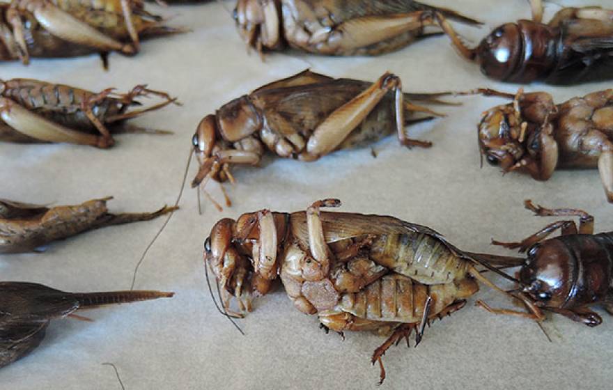 Cambodian crickets