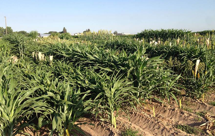 Sorghum field