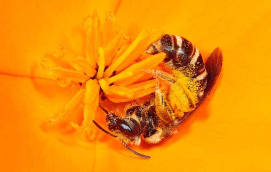 sweat bee