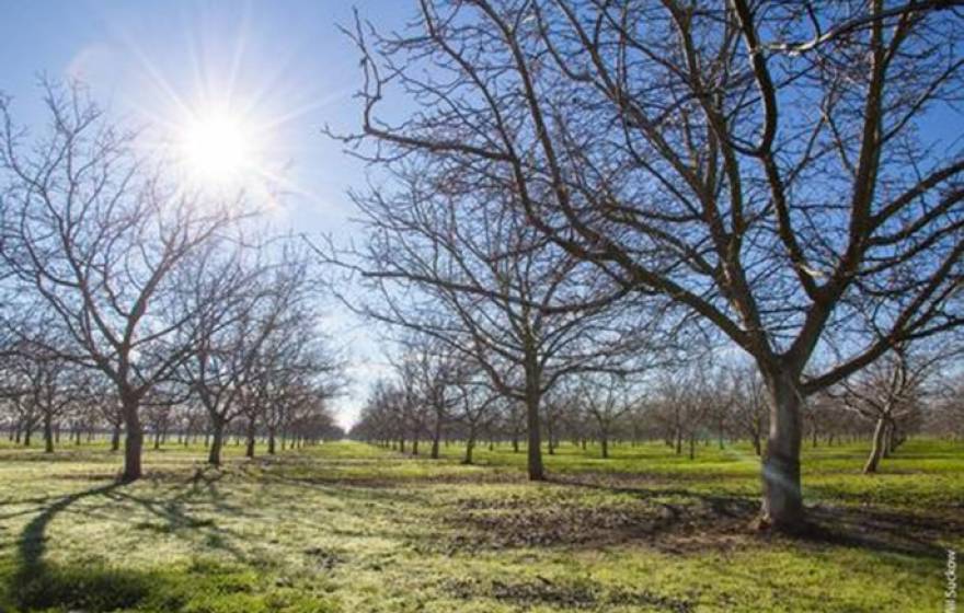 If the current trend of warmer winters continues in Yolo County, chill hours may be insufficient for many walnut varieties by the year 2100.