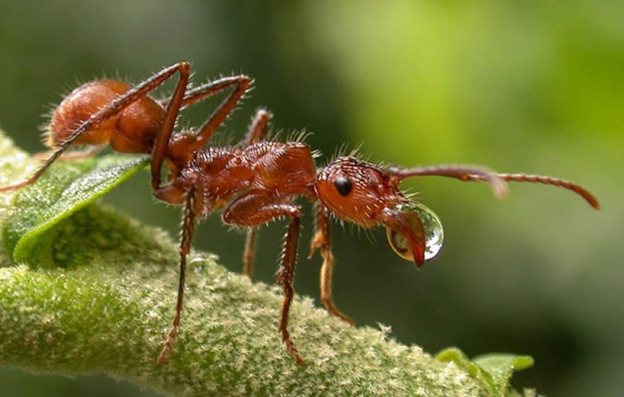 Argentine ants invade