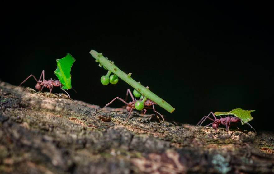 Three ants carrying green leaves and sticks along sloped dirt with a dark background