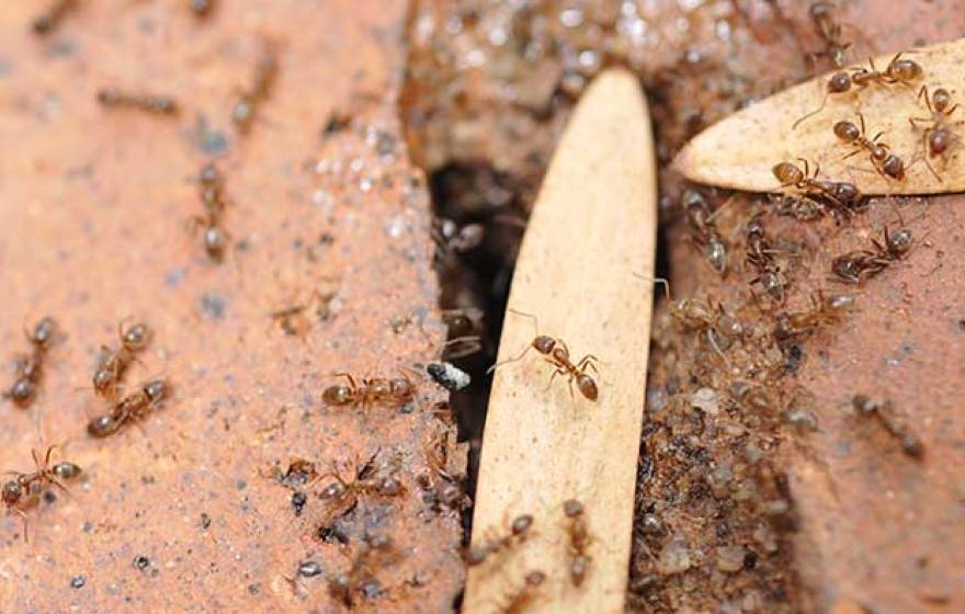 Argentine ants